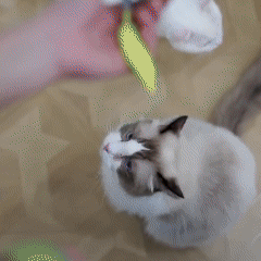 Nueva Pelota Inteligente con Cola para Gatos