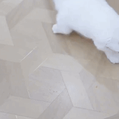 Nueva Pelota Inteligente con Cola para Gatos